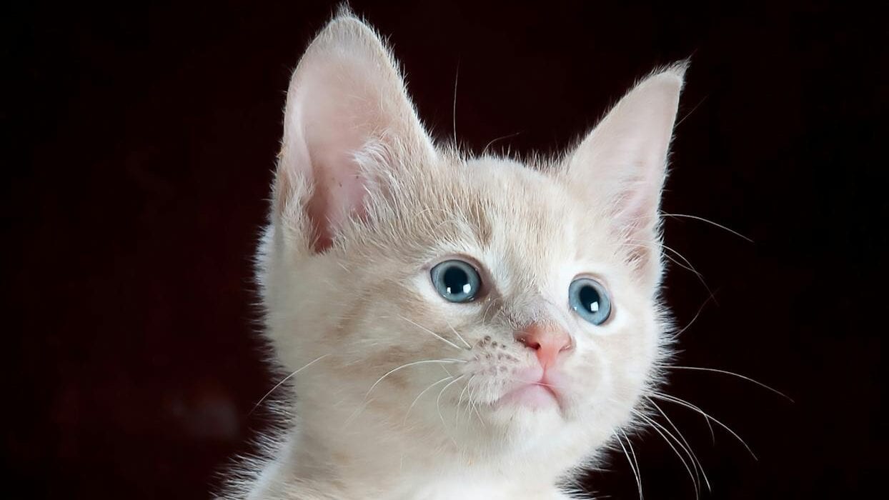 white and grey kitten on brown and black leopard print textile