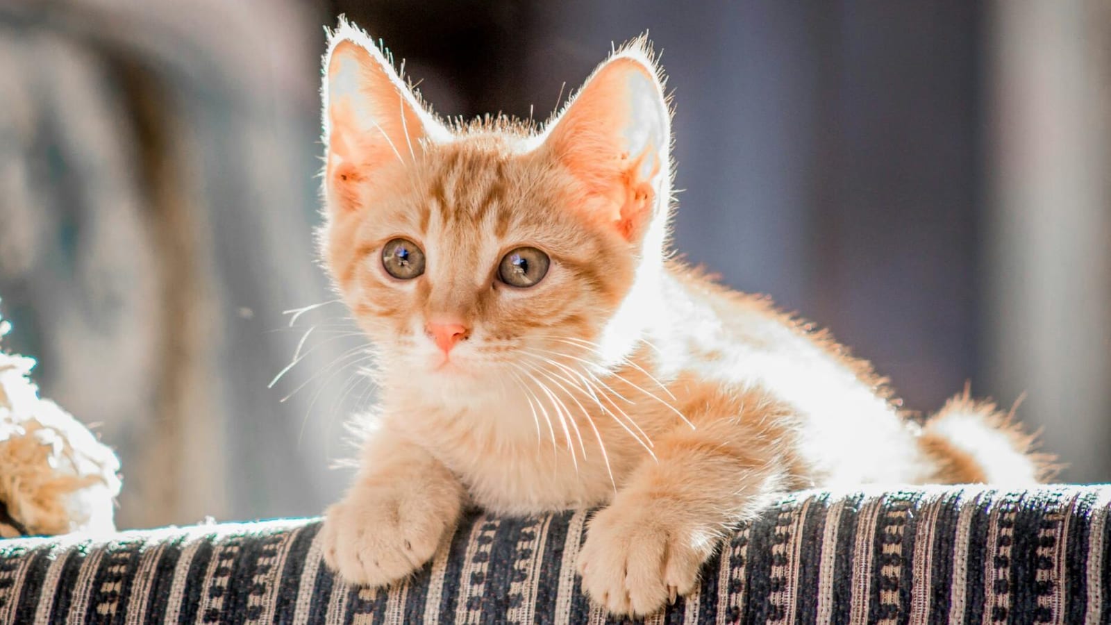 close up photo of orange tabby cat