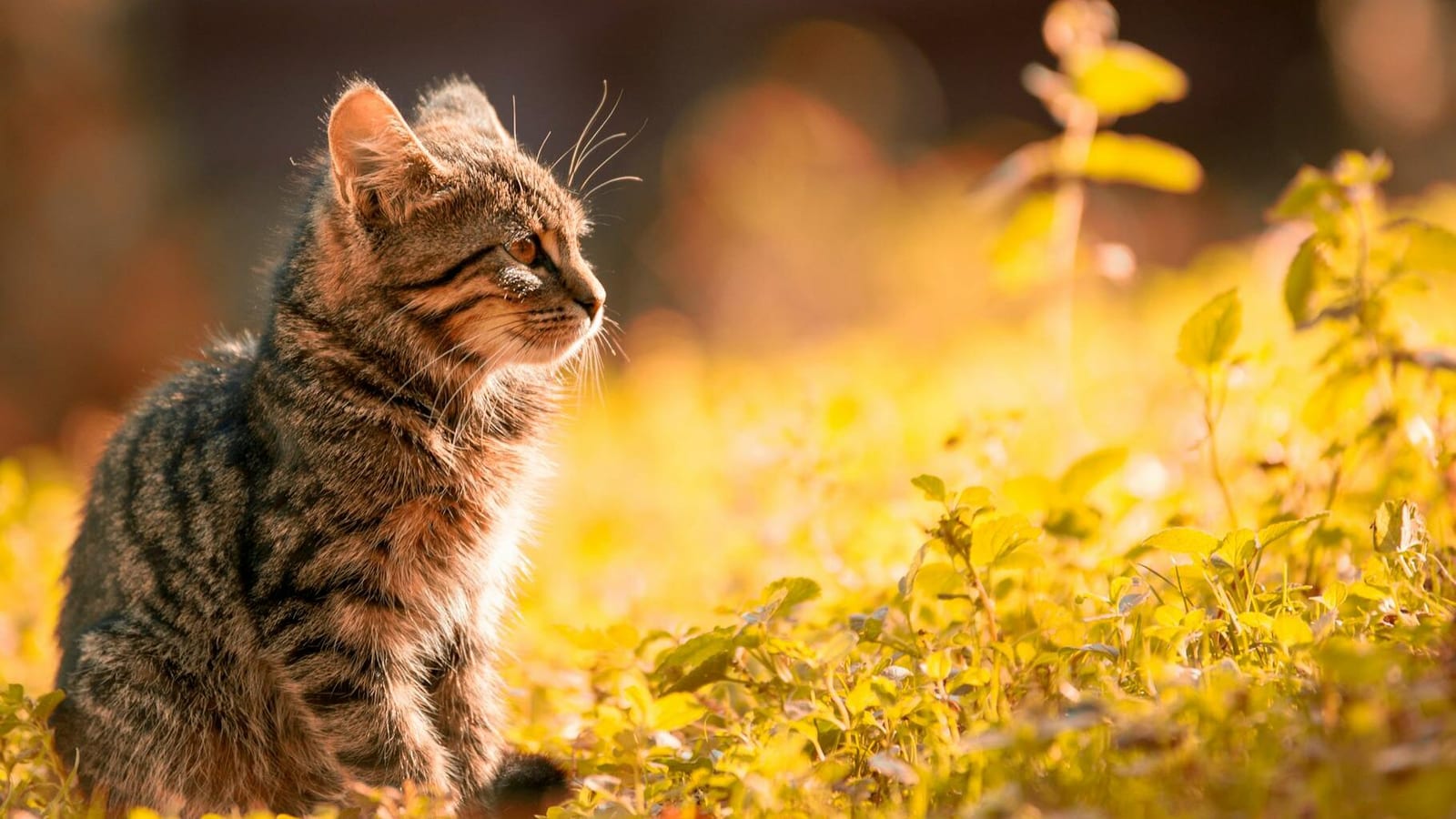 tabby kitten sitting on the grass