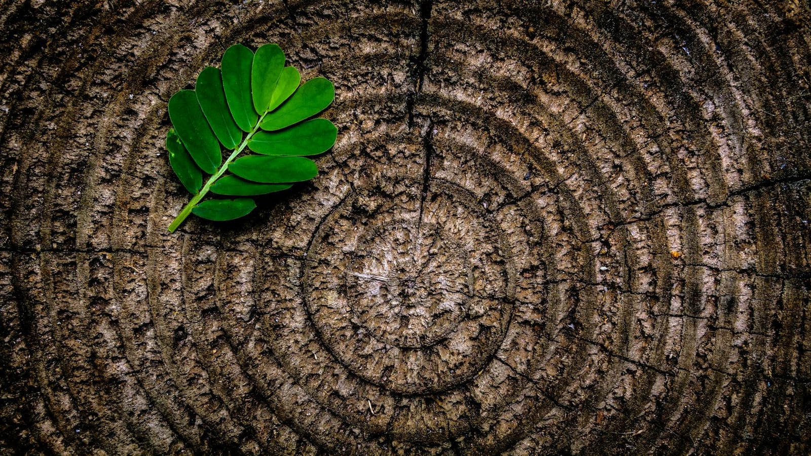 green leaf plant on brown wooden stump