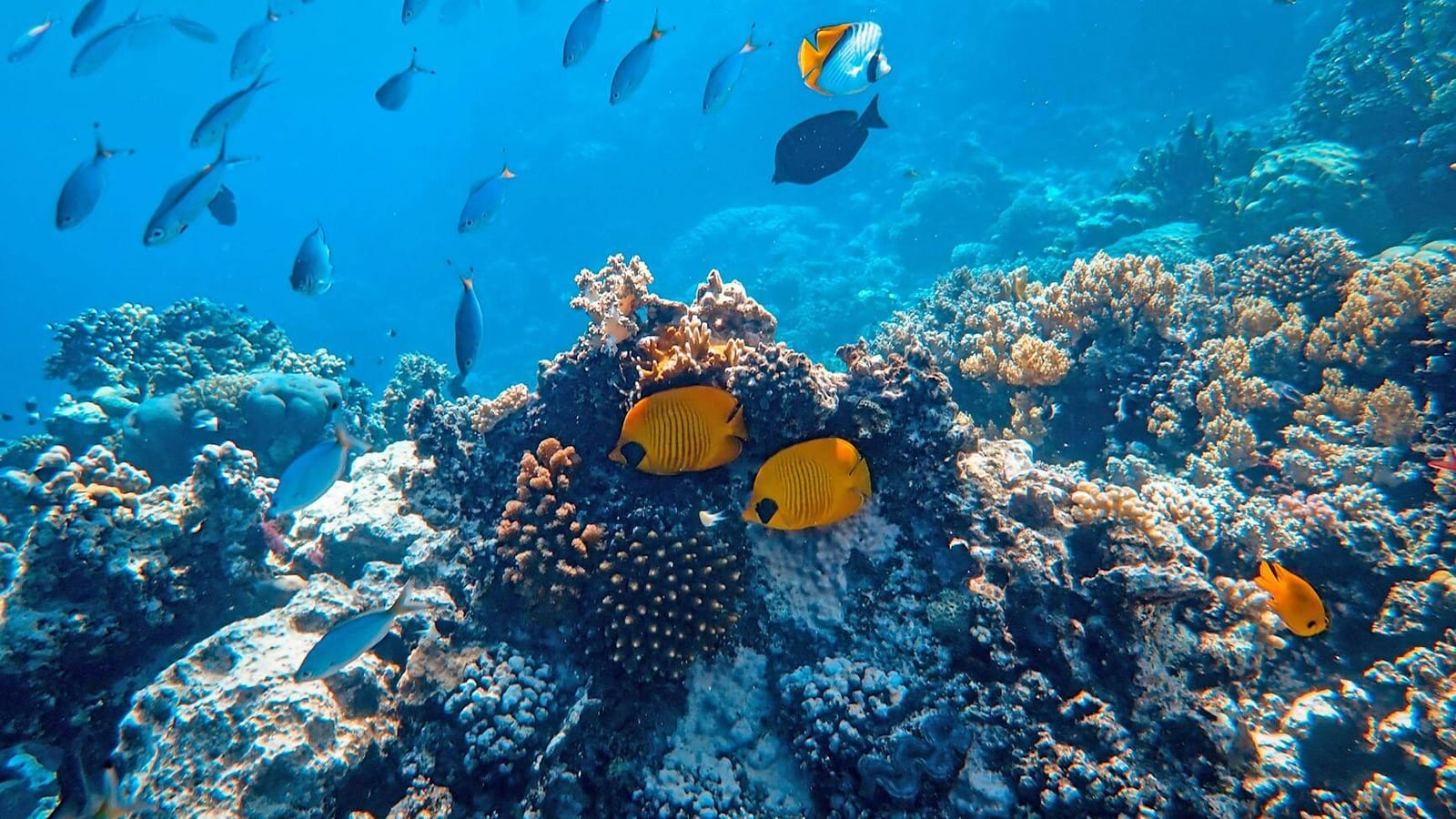 underwater photography of fish